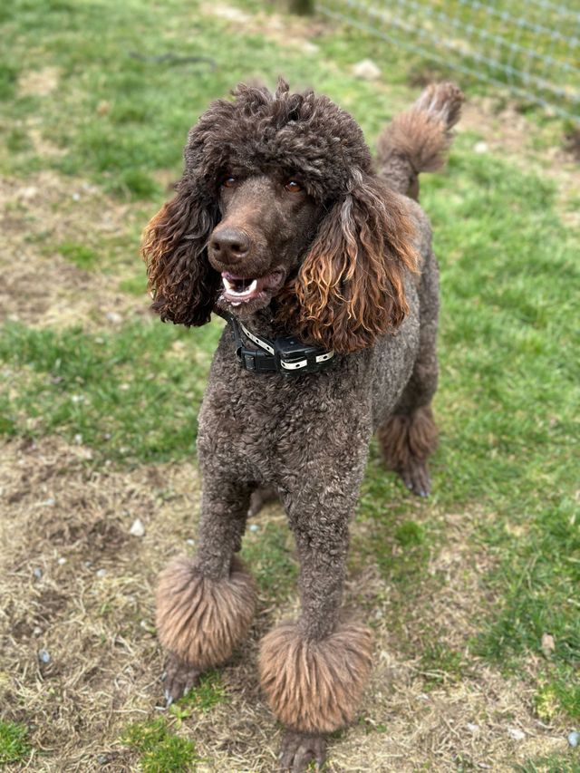 未開封！！★新品未使用★OHGA POODLE ベスト Poodles in Particular - History, Care and Management of the